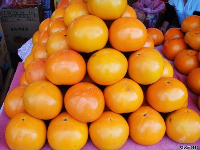 (照片)20101009半天岩暨番路柿子節