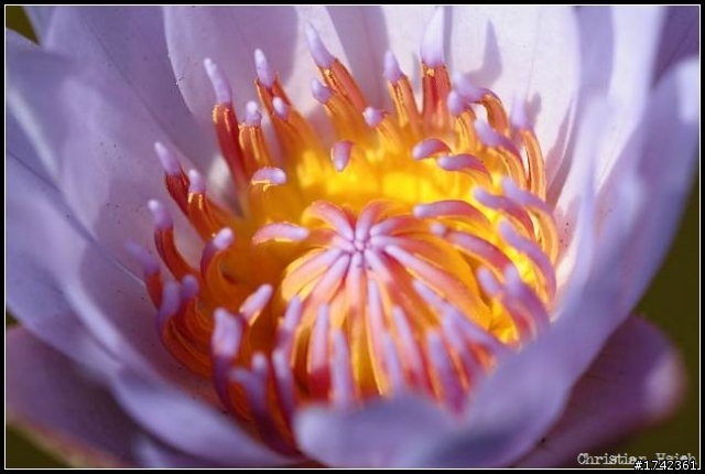 TAMRON 90mm MARCO 購入試拍
