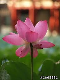 DIY 前級 12au7 5751 12at7 可換