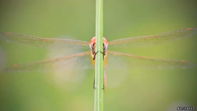 大陸影友來給EF100mm f2.8L Macro IS USM蓋大樓~~~~