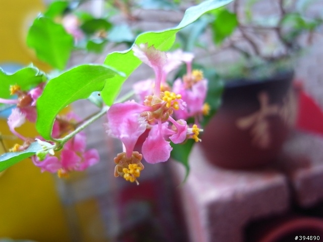 分享一下 我家的花花草草跟小魚兒