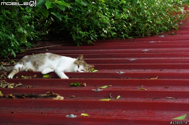 猴硐尋貓記！(圖多慎入)