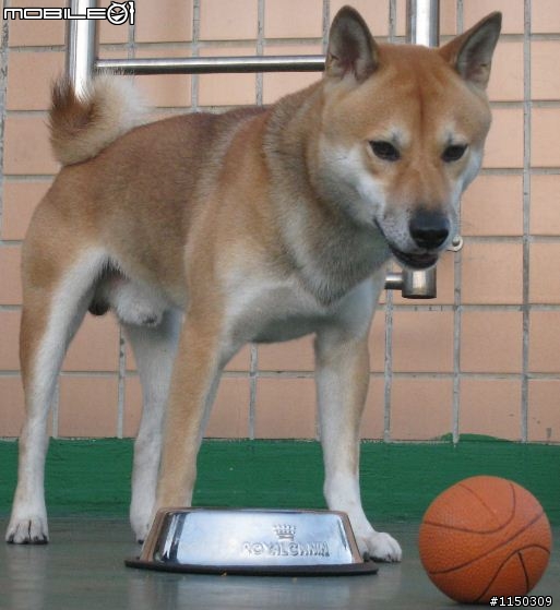 新莊黃色公柴犬 ~小毛~ 走失!!!