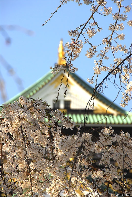 2010．關西．花見