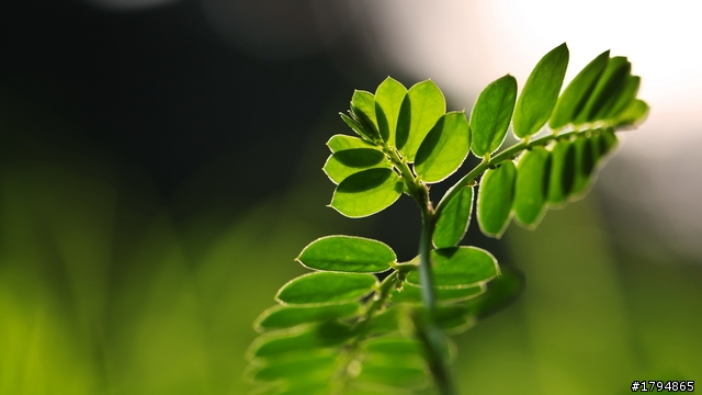 大陸影友來給EF100mm f2.8L Macro IS USM蓋大樓~~~~