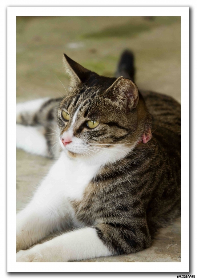 可愛的小貓咪BY貓村