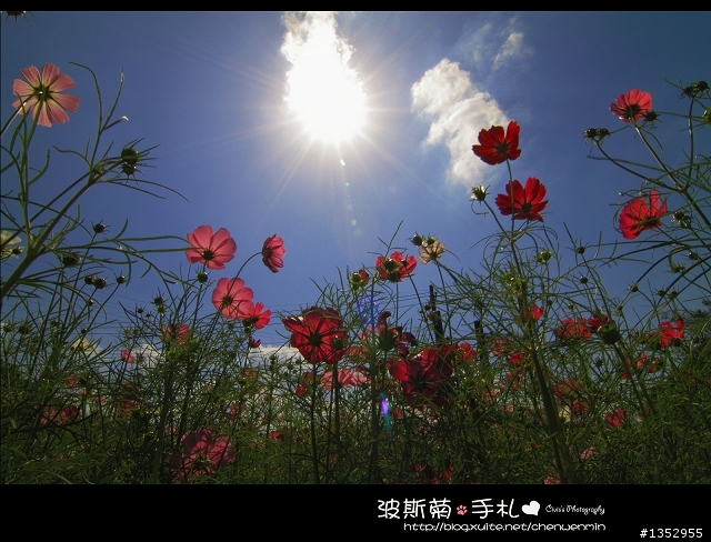 新竹-攝影景點分享~波斯菊花海不用跑到台中了!