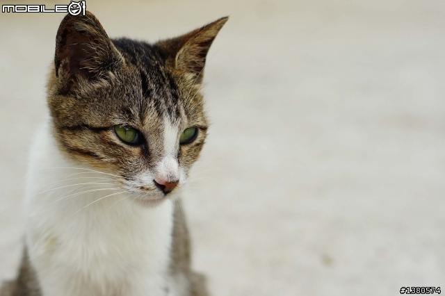 猴硐尋貓記！(圖多慎入)