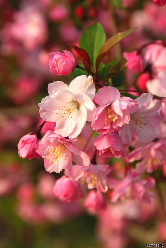 2010．關西．花見