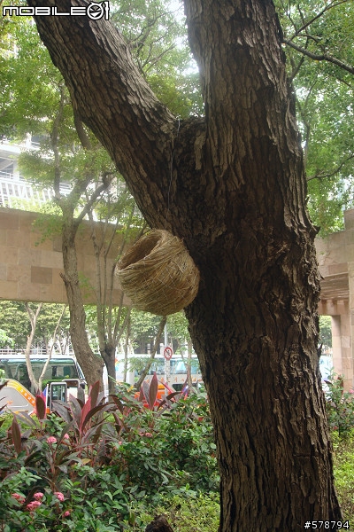 縣長：你的鳥鳥呢!?