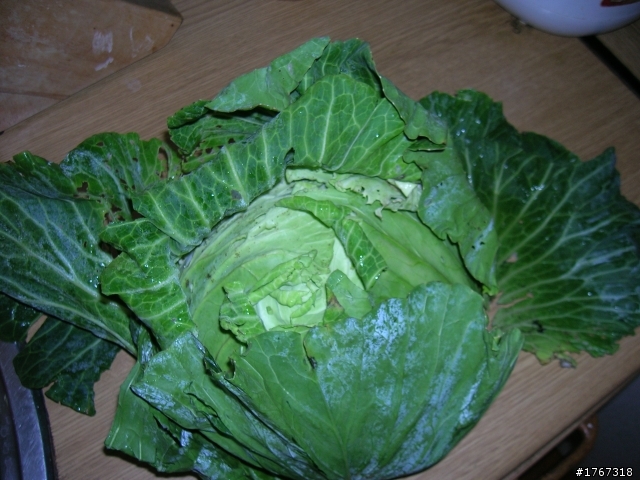 走新中橫到合歡山****買菜去!!!!!