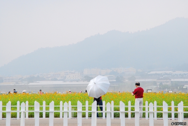 2010 新社花海節 * 樂活 99 好心情 ( 10月17日 最新花況 ) 更新
