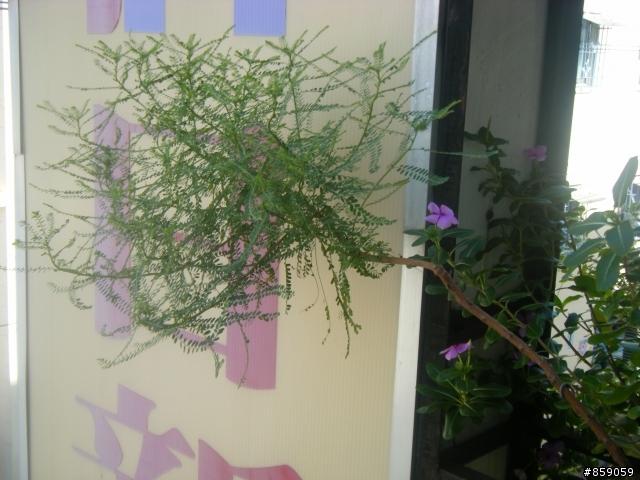 這是何種植物?