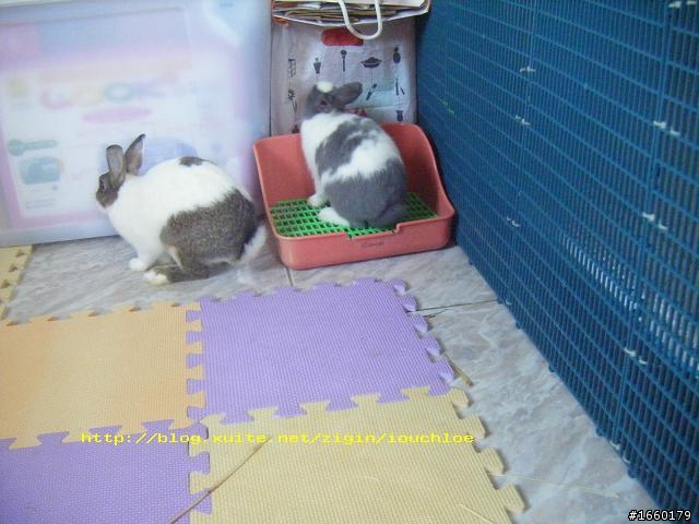 兔寶貝飛起來了