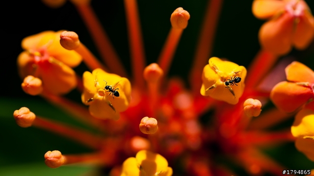 大陸影友來給EF100mm f2.8L Macro IS USM蓋大樓~~~~