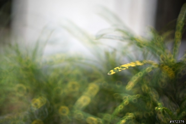 sony a33+Minolta超老鏡頭