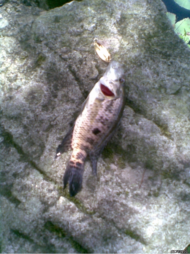 宜蘭 雷公埤  這是甚麼魚??