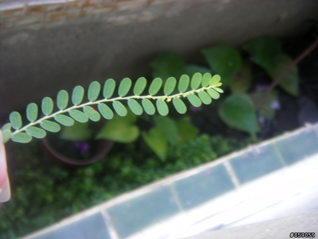 這是何種植物?
