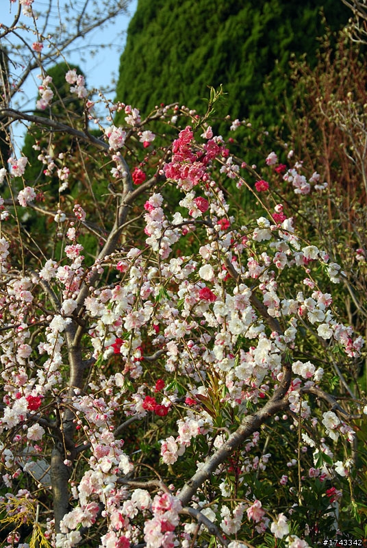 2010．關西．花見