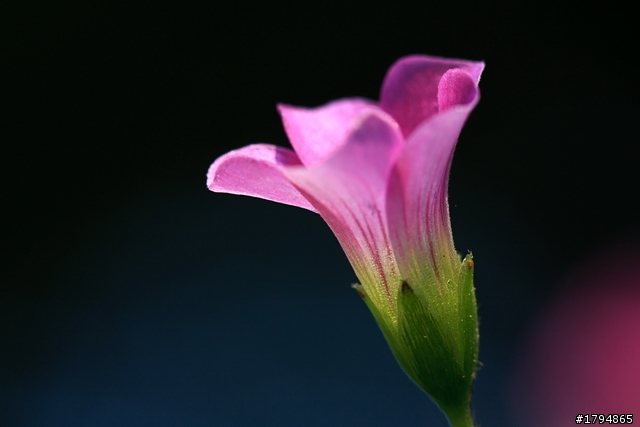 大陸影友來給EF100mm f2.8L Macro IS USM蓋大樓~~~~