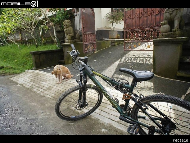 【巴里島】烏布鄉間小路, 單車行