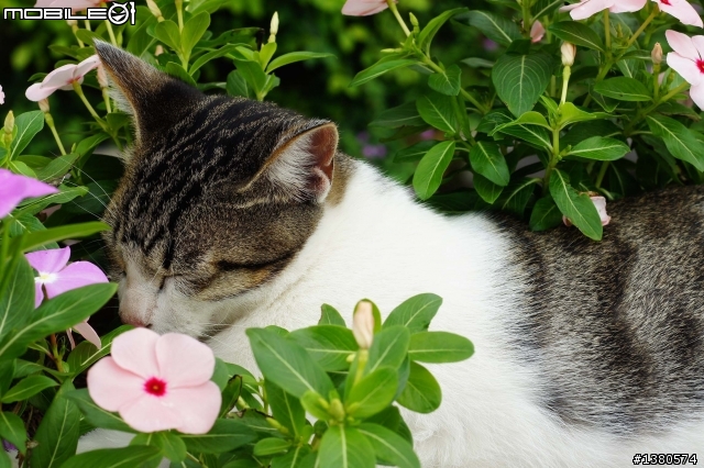 猴硐尋貓記！(圖多慎入)