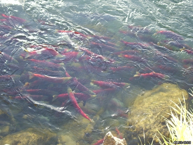 溫哥華賞楓及4年一次鮭魚大迴游
