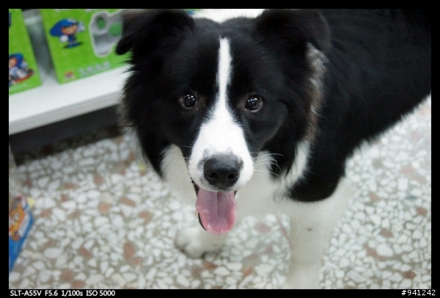 傍晚出現的意外小訪客~邊境牧羊犬 MAX