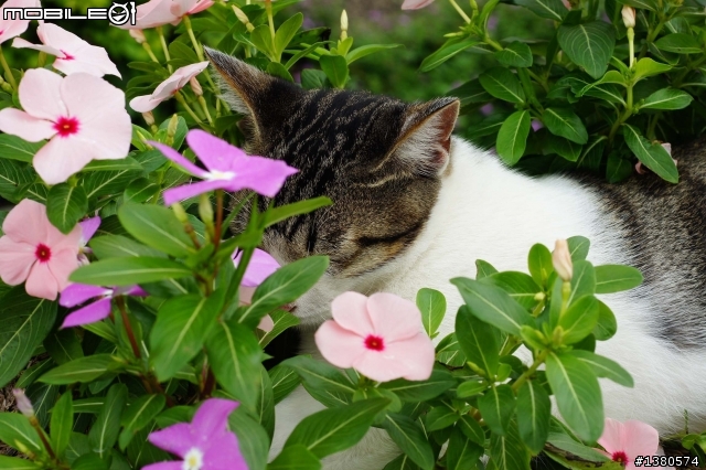猴硐尋貓記！(圖多慎入)