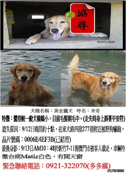 急尋！新竹南寮走失的黃金獵犬(母)米奇~