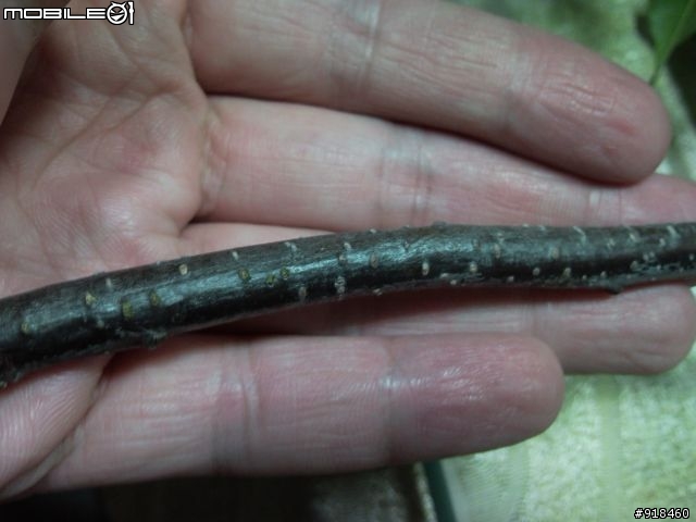 不知名樹木求問?