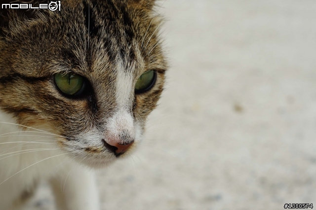 猴硐尋貓記！(圖多慎入)