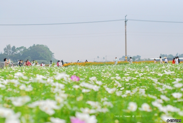 2010 新社花海節 * 樂活 99 好心情 ( 10月17日 最新花況 ) 更新