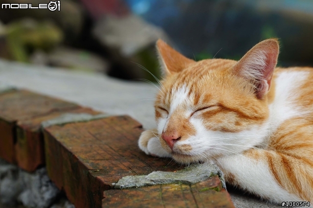 猴硐尋貓記！(圖多慎入)