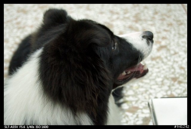 傍晚出現的意外小訪客~邊境牧羊犬 MAX