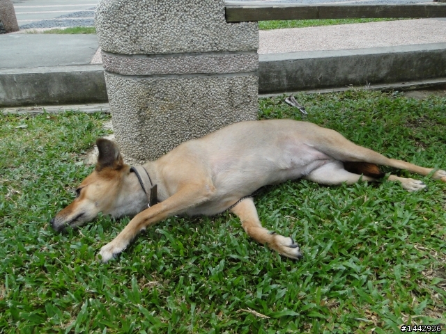 有住在桃園的人想養狗狗嗎?