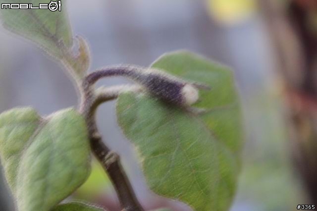 請問有人知道這是什麼植物嗎?