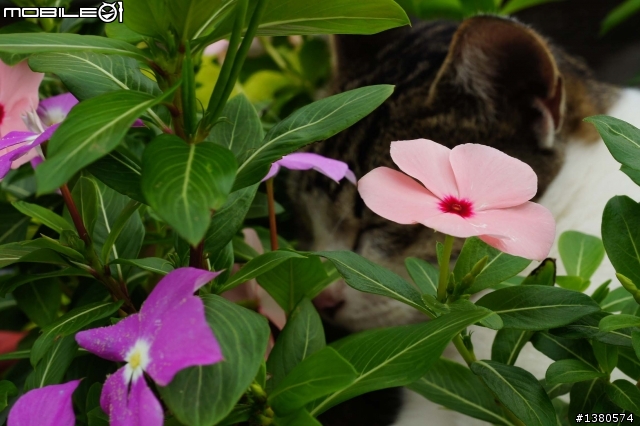 猴硐尋貓記！(圖多慎入)