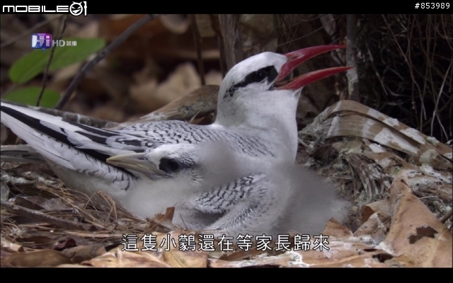 民視高畫質開播了嗎？