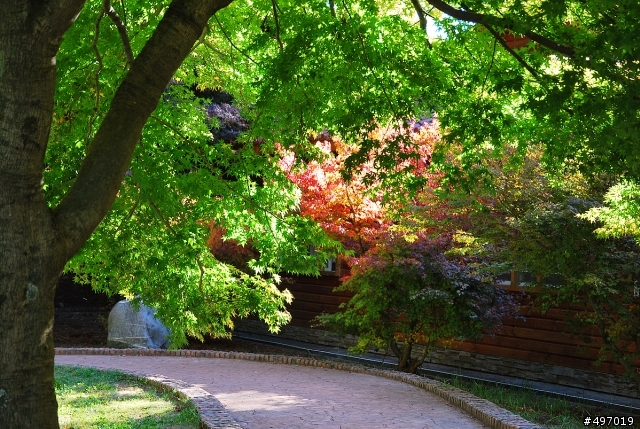 2010 福壽山農場 楓紅(新增)