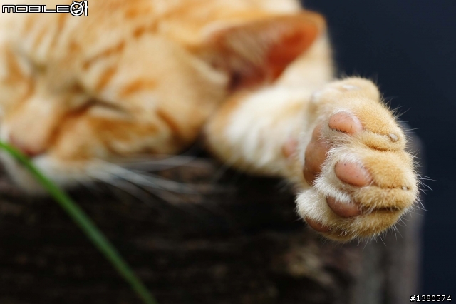 猴硐尋貓記！(圖多慎入)