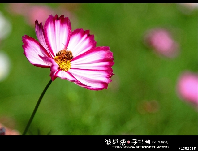 新竹-攝影景點分享~波斯菊花海不用跑到台中了!