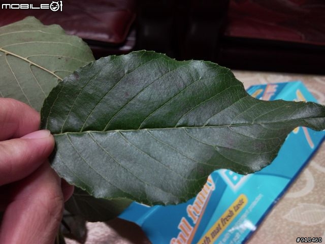 不知名樹木求問?