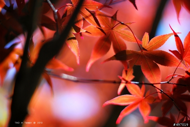 2010 福壽山農場 楓紅(新增)