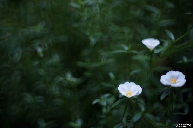 sony a33+Minolta超老鏡頭
