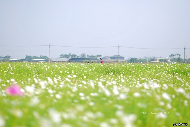 2010 新社花海節 * 樂活 99 好心情 ( 10月17日 最新花況 ) 更新