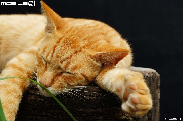 猴硐尋貓記！(圖多慎入)