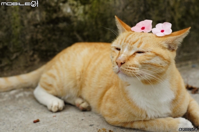 猴硐尋貓記！(圖多慎入)