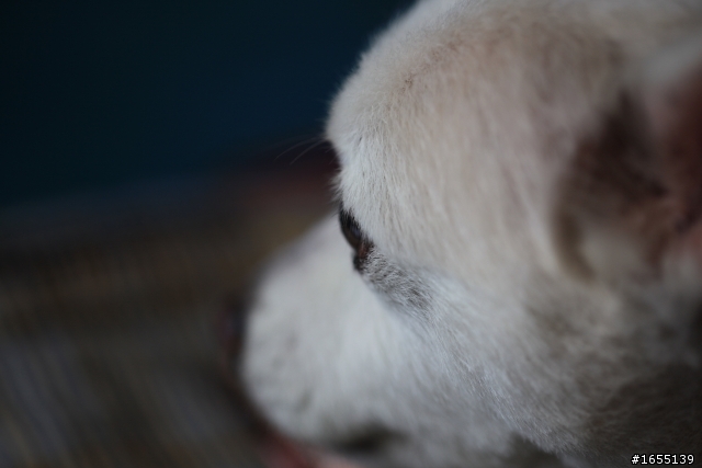 簡單開箱EF100mm F2.8L MACRO IS USM