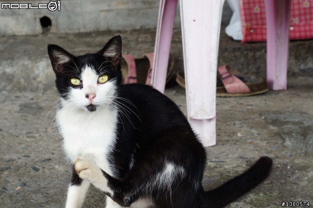猴硐尋貓記！(圖多慎入)